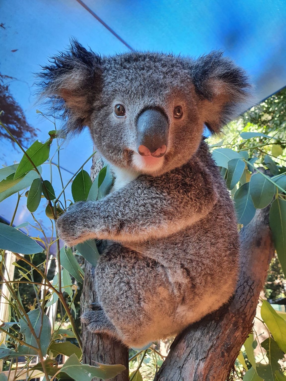 Gallery - Koala Park